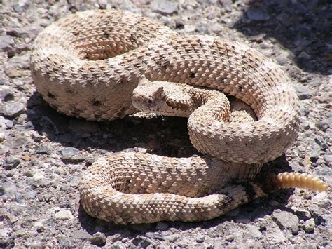 Top 10 Most Deadly And Most Venomous Snakes In The World