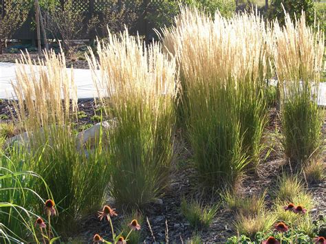 21 Tall Ornamental Grass Plants Ezlanfareeha