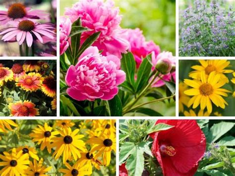 7 Low Maintenance Sun Perennials To Plant In Your Garden