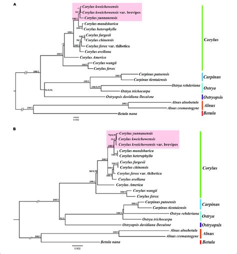 Phylogenetic Tree Of Corylus And Closely Related Species In
