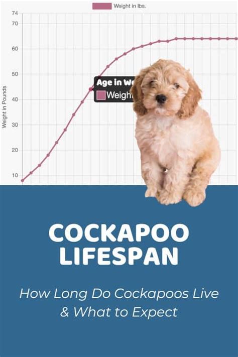 How Long Do Cockapoos Usually Live