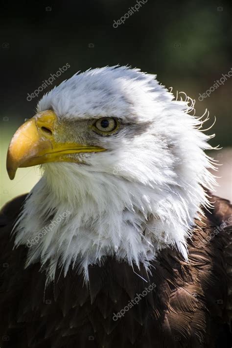 American Eagle — Stock Photo © Outsiderzone 58817029