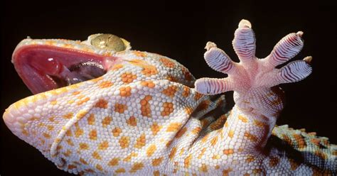 Rip Geckos In Space Sex Experiment Die
