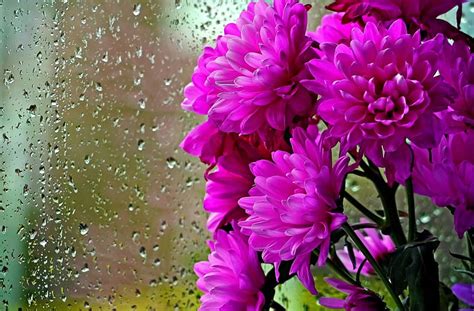 Pink Flowers Rain Flowers Pink Raining Hd Wallpaper Peakpx
