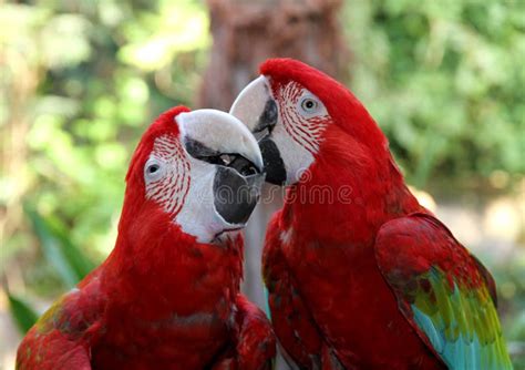Lovely Parrots Scarlet Macaw Married Couple Stock Image Image Of