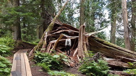 Ancient Forest British Columbia Canada