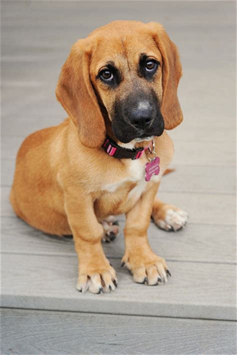 16 Unreal Basset Hound Cross Breeds You Have To See To Believe