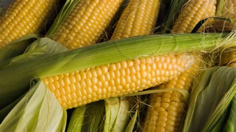 French Experts Reject Gm Corn Cancer Study