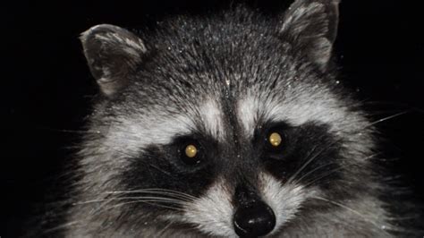 Video Attacked While Running Woman Drowns Rabid Raccoon In Puddle