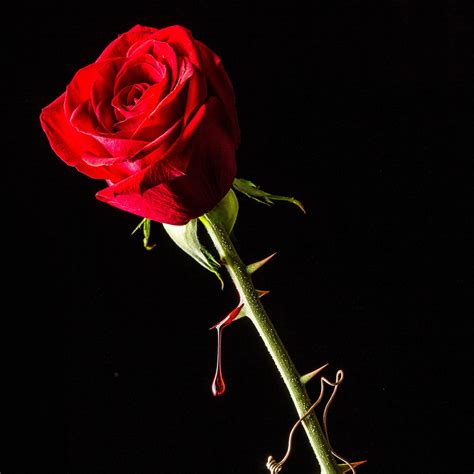 Untitled Rose Thorns Rose Images Rose