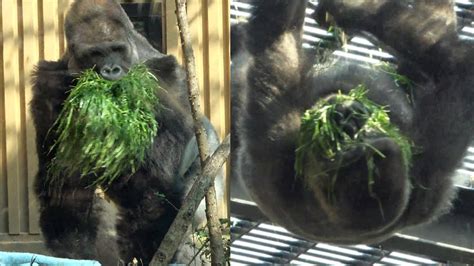 Gorilla Couple Imitatesmomotaro And Genki Hold Much Grass In Their