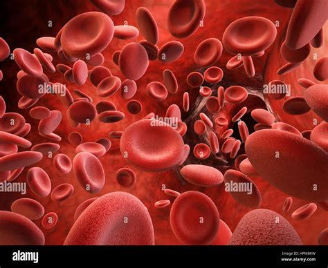 Red Blood Cells Hi Res Stock Photography And Images Alamy