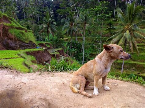 Maybe you would like to learn more about one of these? Animals Of Bali Indonesia - Bali Gates of Heaven