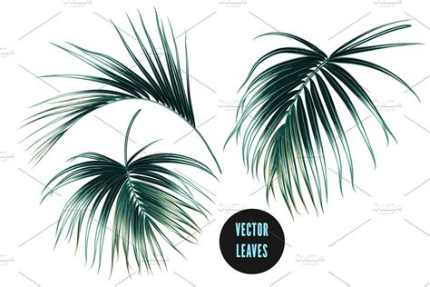 Tropical Palm Leaves Illustrations Creative Daddy