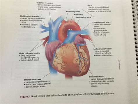 Heart Located In The Mediastinum Of The Thoracic Cavity Specifically