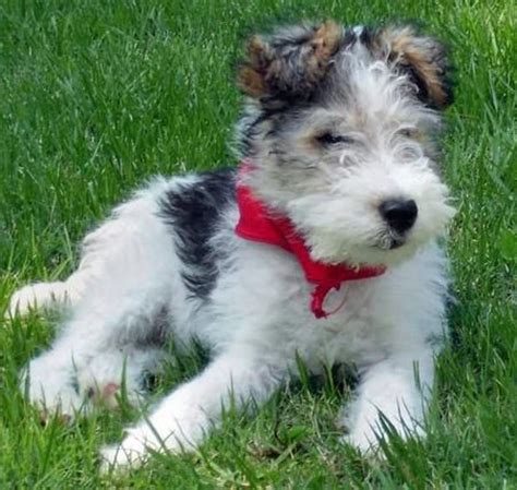 fox terriers images  pinterest dogs wire fox terriers  doggies
