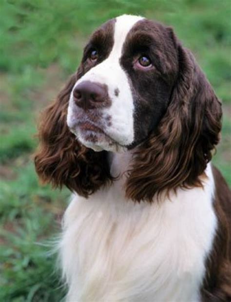 English Springer Spaniel And Blue Heeler Mix – Cute of Animals