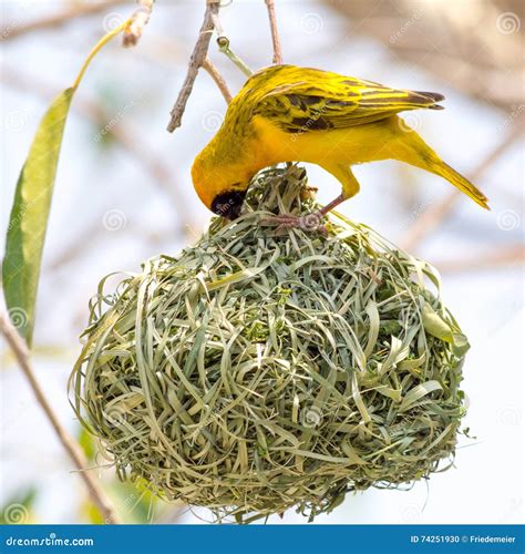 Yellow Masked Weaver Bird Building Nest Stock Photo Image Of Safari