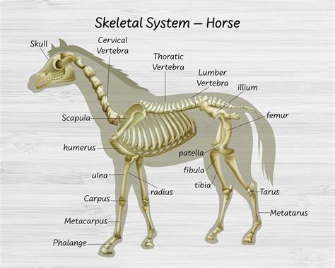 Horse Diagram Body Parts