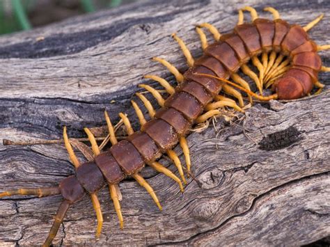 Centipede Centipede Animal Facts Surviving In The Wild