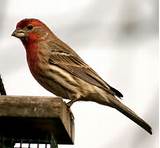 Images of House Finch Call