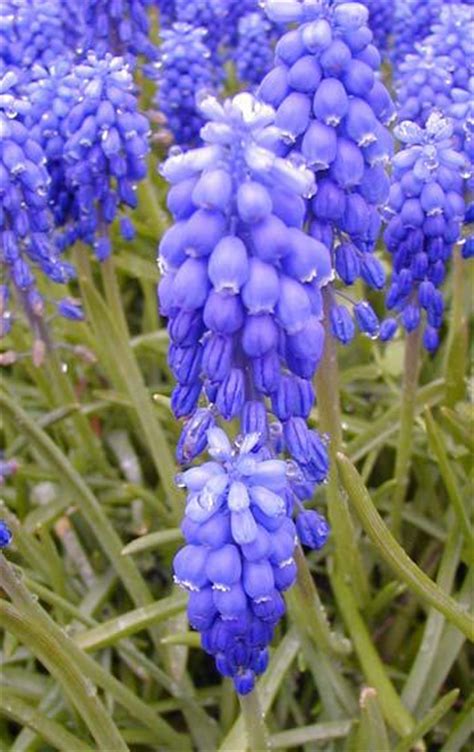 Grape Hyacinth Wisconsin Horticulture