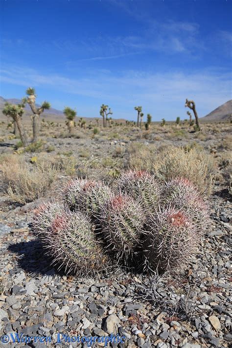 Barrel cactus usually grow along desert washes, gravely slopes and beneath desert canyon walls in all of the hot desert of north america from the mojave, sonoran and chihuahuan deserts of southern california, southern arizona west to texas and south into baja, california and central mexico. Barrel Cactus in Death Valley photo WP35487