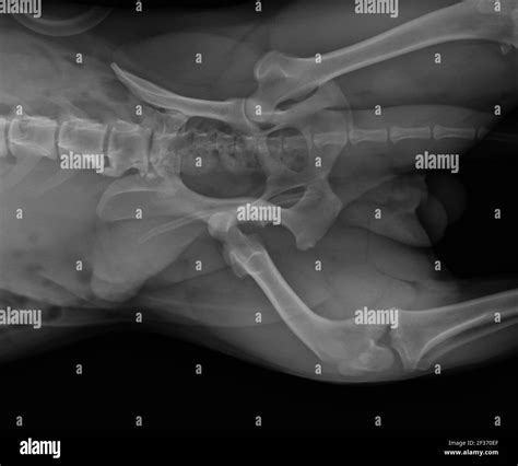 Dog X Ray Showing Hip Luxation Right Leg Ventral View Stock Photo Alamy