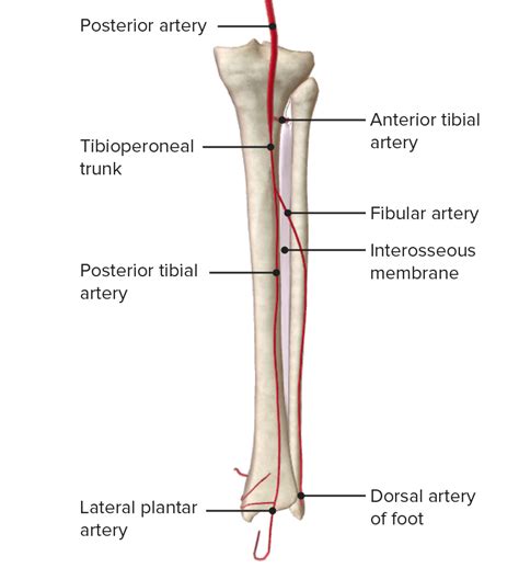 Leg Bone Diagram Shin Splints Orthoinfo Aaos
