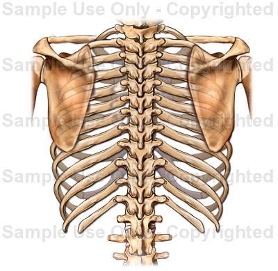 Posterior articulations all of the twelve ribs connections within a rib and its numerically corresponding vertebrae of the spine. Posterior View of Rib Cage - Medical Illustration, Human ...