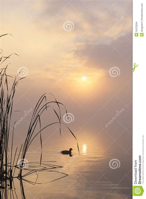 Morning Mist On Lake With Bird Stock Photo Image Of Nonurban Duck