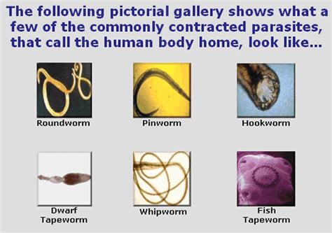 Intestinal Worm Human Parasite Chart