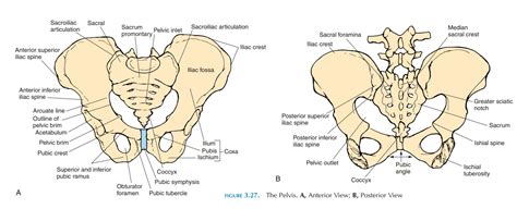 Anterior And Posterior View Of The Right Pelvic Girdle Anatomy My Xxx