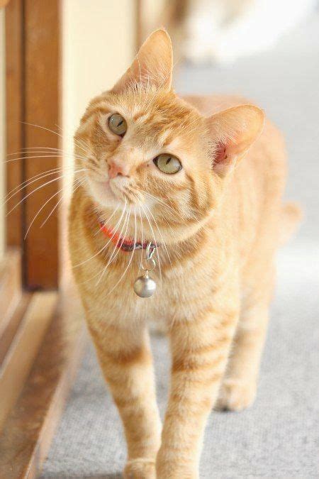 For a female cat to be orange, she must inherit two orange genes — one from her mother (orange, calico, or tortoiseshell) and one from her father is the same thing true for orange tabby (marmalade) cats? Ahh -> Beautiful Cat Names Female xo | Orange tabby cats ...