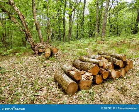 Log Pile In The Woods Stock Photo Image Of Logging 278713188