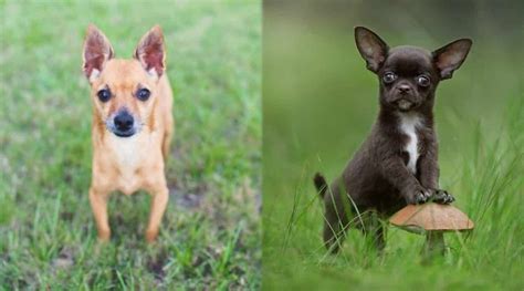 Deer Head Vs Apple Head Chihuahua Differences And Similarities In