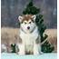 Poli  Purebred Healthy Alaskan Malamute Puppy For Sale NewDoggycom