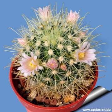 In this new book, anderson covers the family cactaceae in an encyclopedic manner, addressing 125 genera and 1811 species. Mammillaria cowperae