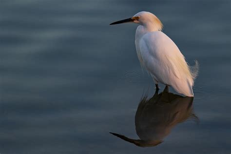 White Bird In Water Photo Free Animal Image On Unsplash