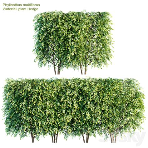 Phyllanthus Multiflorus Waterfall Hedge Bush 3d Model