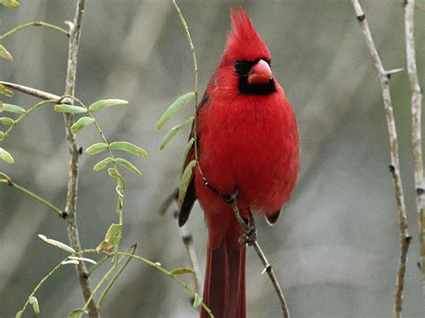 Wild Life Cute Cardinal Wild Birds