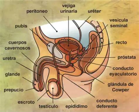 Anatom A Del Aparato Reproductor Masculino Aparato Reproductor