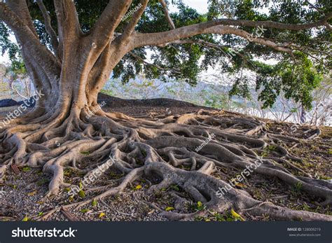 109542 Tree Roots Garden Stock Photos Images And Photography Shutterstock