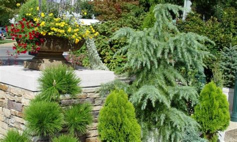 Browse our selection of plants that work in narrow beds, containers and tighter spaces. Best Evergreen Plants For Patio Pots • Patio Ideas