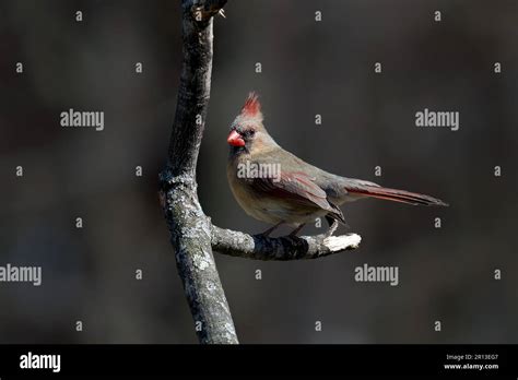 Northern Cardinal Cardinalis Cardinalis Female Sitting On A Tree