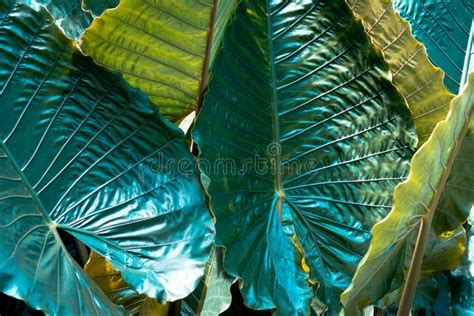 The Beauty Of The Dark Green Leaves In The Tropical Forestnatural