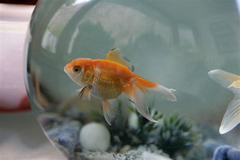 A wide variety of fish pet names options are available to there are 71 suppliers who sells fish pet names on alibaba.com, mainly located in asia. Names You Can Give Your Pet Fish