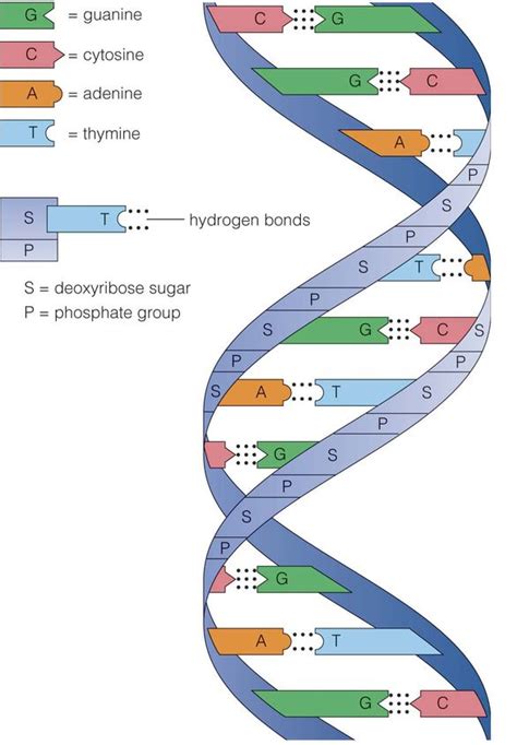 Molecular Basis Inheritance Class Structure Of Dna Class Biology My