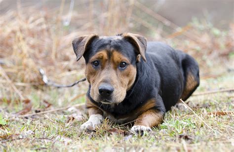 The German Shepherd Basset Hound Mix A Dog That Is A Hybrid Of Two