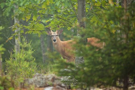 White Tailed Deer Acadia National Park Maine North America Kea